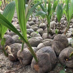 Pepiniere de cocotier nain