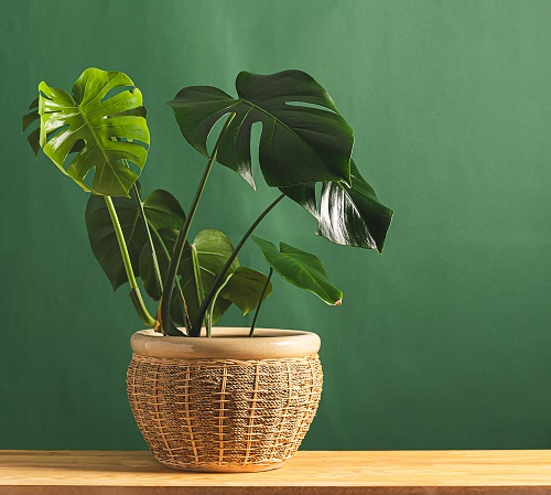 Monstera deliciosa chez germeo 02