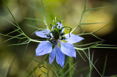 Nigella sativa