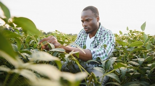 Suivi de culture et accompagnement technique