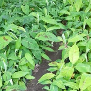 Pepiniere de banane plantain