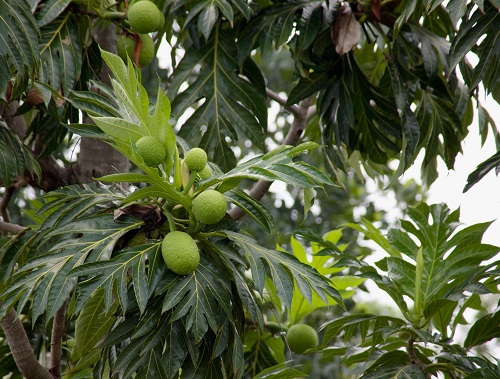 arbre à pain chez germeo