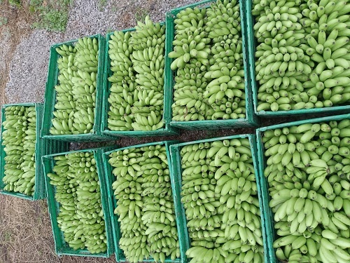 banane dessert conakry en carton