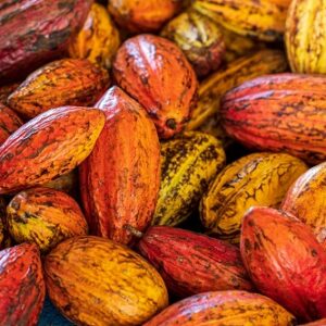 cabosse de cacao