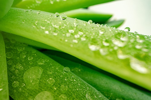 feuilles d'aloe vera