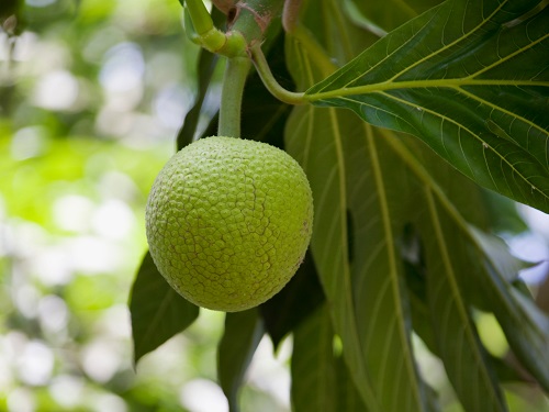 fruit de l'arbre à pain