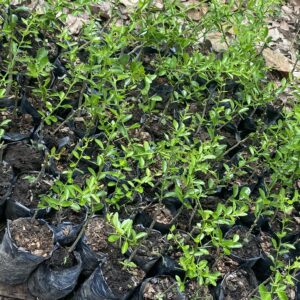 Pepiniere de citron caviar vert