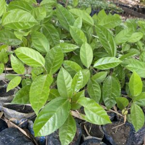 Pepiniere de fruit de la passion