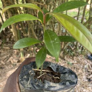 Pepiniere de mangoustan (Garcinia mangostana)