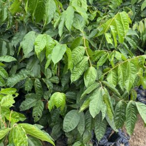 Pepiniere de Safoutier Sélectionnés (Dacryodes edulis)