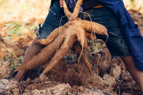 manioc sorti de terre