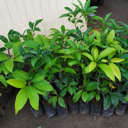 pepiniere de avocat hass chez germeo