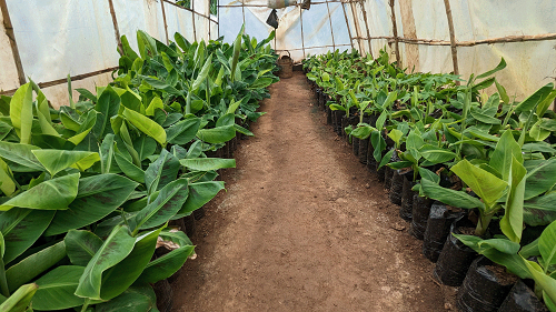 pepiniere de banane conakry chez germeo