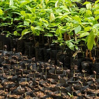 pepiniere de cacao chez germeo