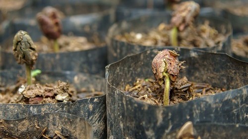 cacao mercedes chez germeo