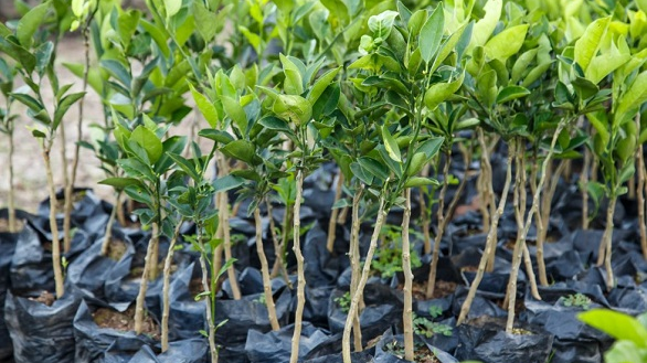 pepiniere de citron chez germeo