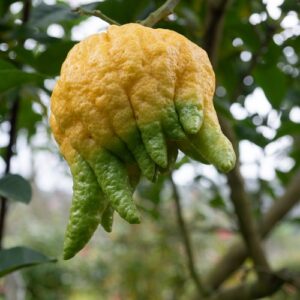 pepiniere de citron la main de bouddha