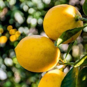 pepiniere de citron meyer