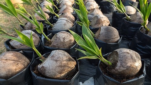 pepiniere de coco nain chez germeo