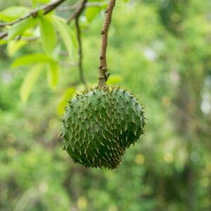 pepiniere de corossol