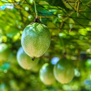 pepiniere de fruit de la passion