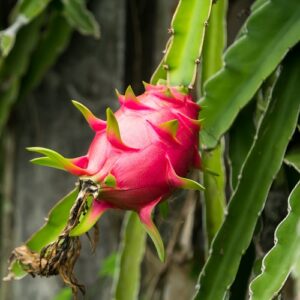 pepiniere de fruit du dragon