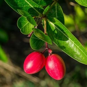 pepiniere de fruit miracle