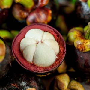 pepiniere de mangoustan