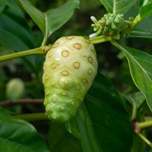 Pepiniere de noni