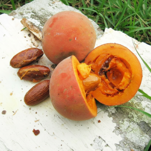 pepiniere de petit cola