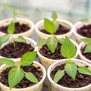 pepiniere de poivron chez germeo