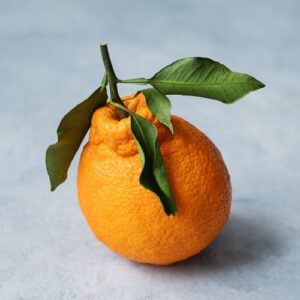 pepiniere de tangelo