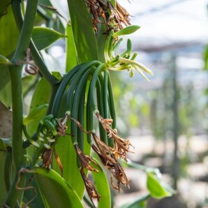 pepiniere de vanille