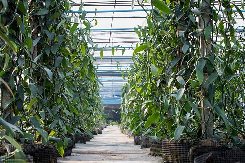 plantation de vanille