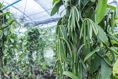 plantation de vanille en production