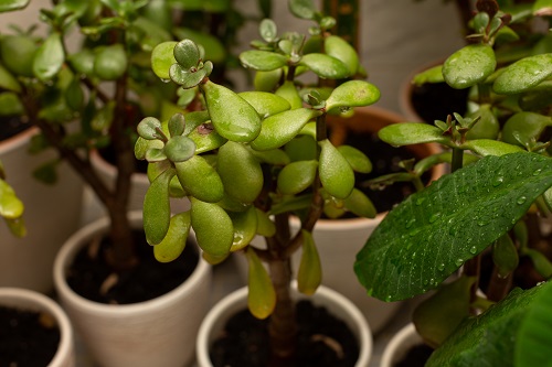 plante de jade