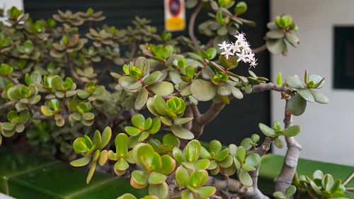 plante de jade