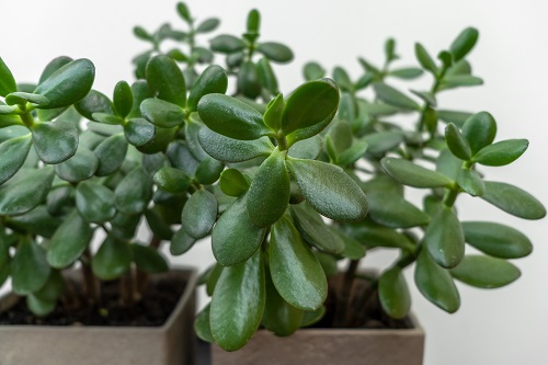 plantes de jade
