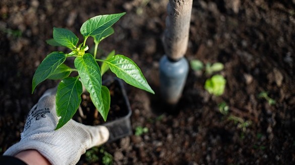 planting de poivron avec germeo