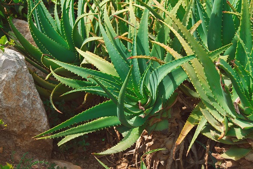 plants d'aloe vera