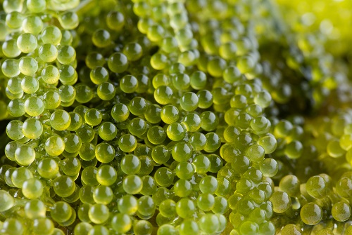 pulpe de citron caviar