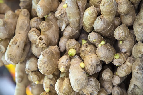 rhizomes de gingembre prégermé