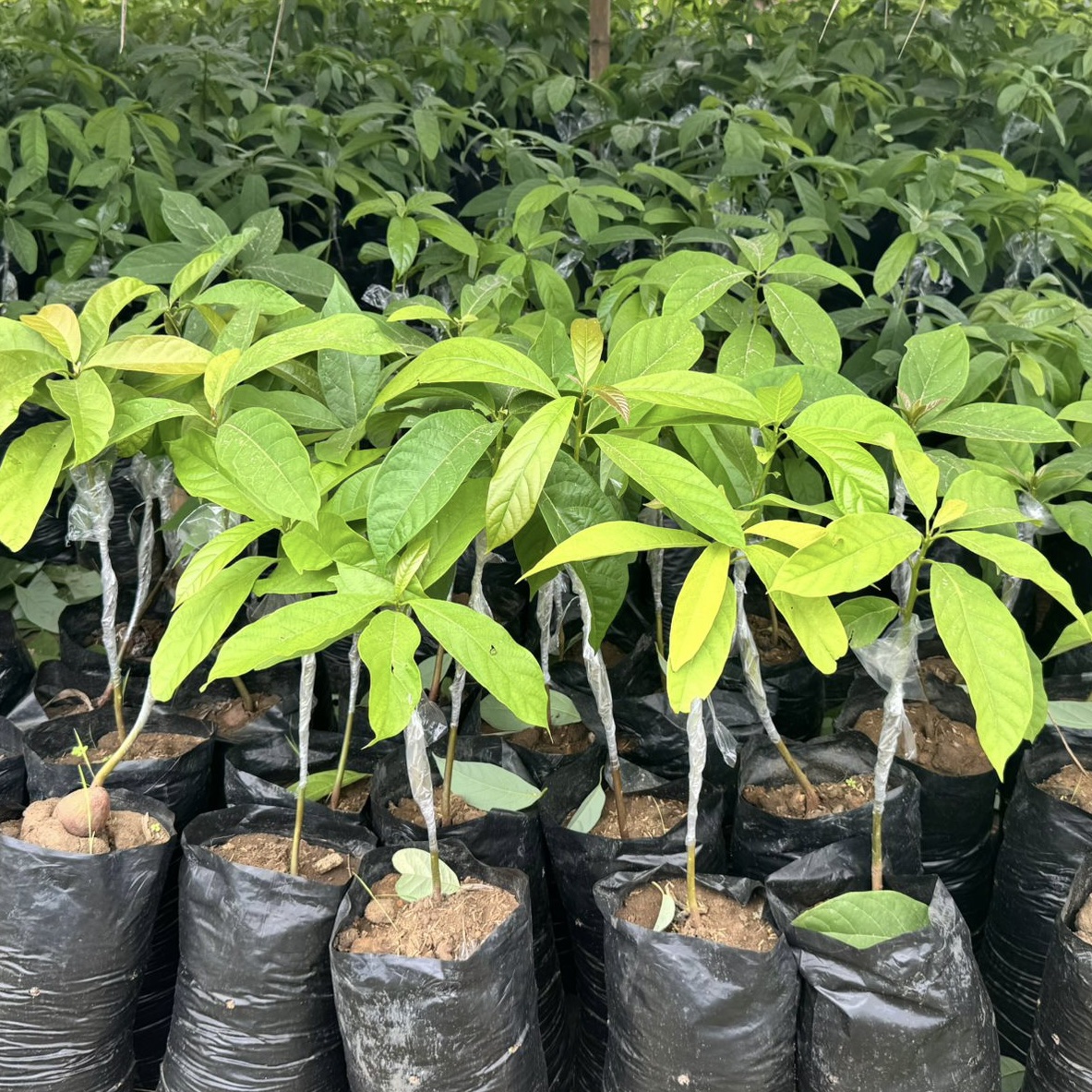 Pepiniere d'avocat beurre