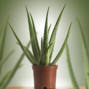 Aloe Vera