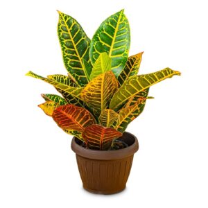 croton