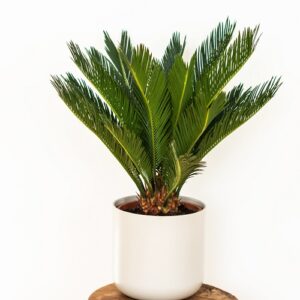 cycas