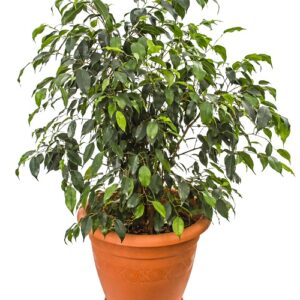 ficus benjamina
