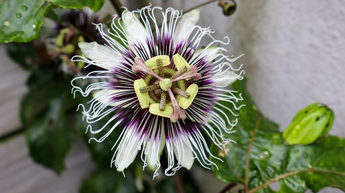 floraison de fruit de la passion