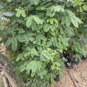 Pepinieres de albizia lebbeck