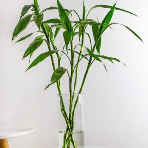 Plantes ornementales